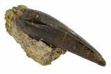 Serrated, Tyrannosaur Tooth in Rock - Judith River Formation #114012-2